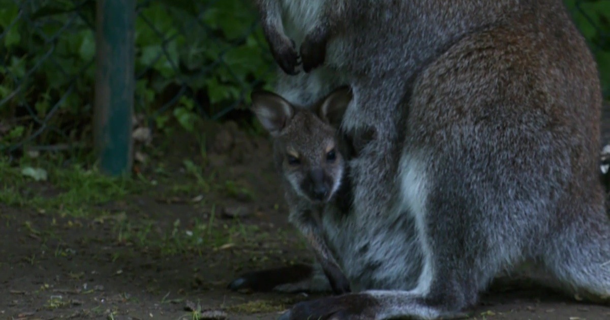 Tiermagazin vom 25.06.2021 | Niederbayern TV Landshut